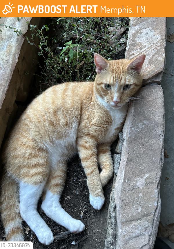 Found/Stray Male Cat last seen Allison Ave and N. Graham, Memphis, TN 38122
