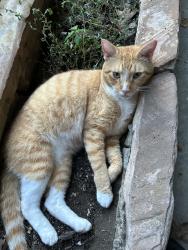 Found/Stray Male Cat last seen Allison Ave and N. Graham, Memphis, TN 38122