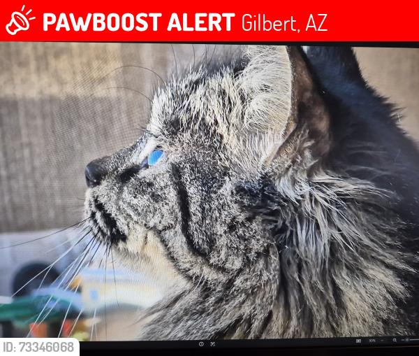 Lost Female Cat last seen Val Vista and Juniper, Gilbert, AZ 85234