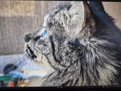 Lost Female Cat last seen Val Vista and Juniper, Gilbert, AZ 85234