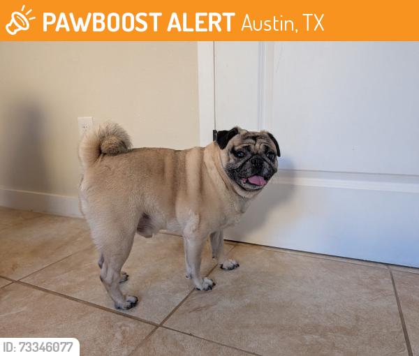 Found/Stray Male Dog last seen Braker/Swearingen, Austin, TX 78758