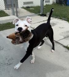 Shelter Stray Male Dog last seen Circle K, Floral City, FL, 4030 S Airport Rd, Inverness, FL 34450, USA