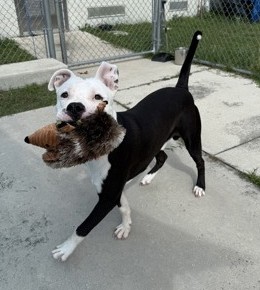 Shelter Stray Male Dog last seen Circle K, Floral City, FL, 4030 S Airport Rd, Inverness, FL 34450, USA