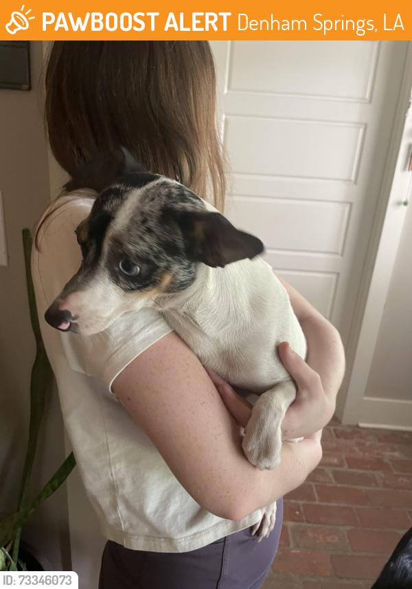 Found/Stray Male Dog last seen Denham Springs, Denham Springs, LA 70726