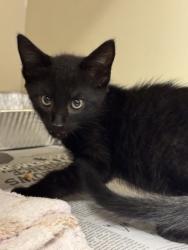 Shelter Stray Male Cat last seen Near Brockett Trl Clarkston GA 30021, 30021, GA, 3280 Chamblee Dunwoody Rd, Chamblee, GA 30341, USA