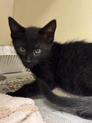 Shelter Stray Male Cat last seen Near Brockett Trl Clarkston GA 30021, 30021, GA, 3280 Chamblee Dunwoody Rd, Chamblee, GA 30341, USA