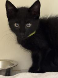 Shelter Stray Male Cat last seen Near Brockett Trl Clarkston GA 30021, 30021, GA, 3280 Chamblee Dunwoody Rd, Chamblee, GA 30341, USA