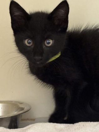 Shelter Stray Male Cat last seen Near Brockett Trl Clarkston GA 30021, 30021, GA, 3280 Chamblee Dunwoody Rd, Chamblee, GA 30341, USA