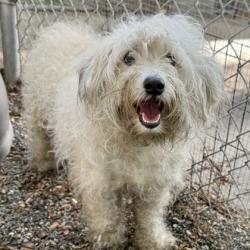 Shelter Stray Male Dog last seen , , CA, 1101 29th Ave, Oakland, CA 94601, USA