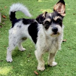 Shelter Stray Female Dog last seen 98th and Bancroft, Oakland, CA, 1101 29th Ave, Oakland, CA 94601, USA