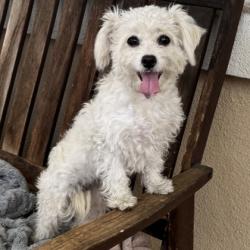 Shelter Stray Female Dog last seen Near E 20th Street, Oakland, CA, 1101 29th Ave, Oakland, CA 94601, USA