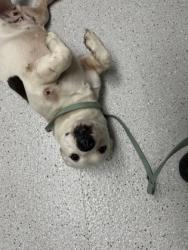 Shelter Stray Female Dog last seen Near 35th ave (parking lot), Oakland,, 1101 29th Ave, Oakland, CA 94601, USA