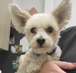 Shelter Stray Female Dog last seen W 20th St, 64108, 64108, MO, 7077 Elmwood Ave, Kansas City, MO 64132, USA