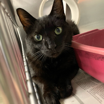 Shelter Stray Female Cat last seen Ridge Point Road, Sun Prairie, City of, WI, 5132 Voges Rd, Madison, WI 53718, USA