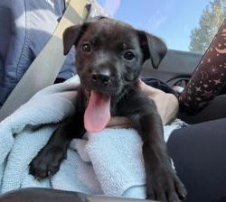 Shelter Stray Male Dog last seen Near N Church Rd, KCMO, 64158, 64158, MO, 7077 Elmwood Ave, Kansas City, MO 64132, USA
