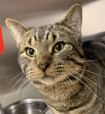 Shelter Stray Male Cat last seen Wayridge Drie, Madison 17, City of, WI, 5132 Voges Rd, Madison, WI 53718, USA