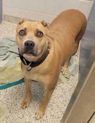 Shelter Stray Female Dog last seen 42nd & Troost, KCMO, 64138, 64138, MO, 7077 Elmwood Ave, Kansas City, MO 64132, USA