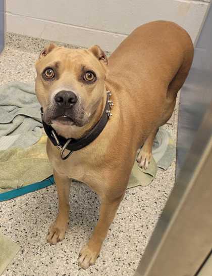 Shelter Stray Female Dog last seen 42nd & Troost, KCMO, 64138, 64138, MO, 7077 Elmwood Ave, Kansas City, MO 64132, USA