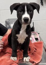 Shelter Stray Male Dog last seen Lexington Ave & Olive St, 64124, 64124, MO, 7077 Elmwood Ave, Kansas City, MO 64132, USA