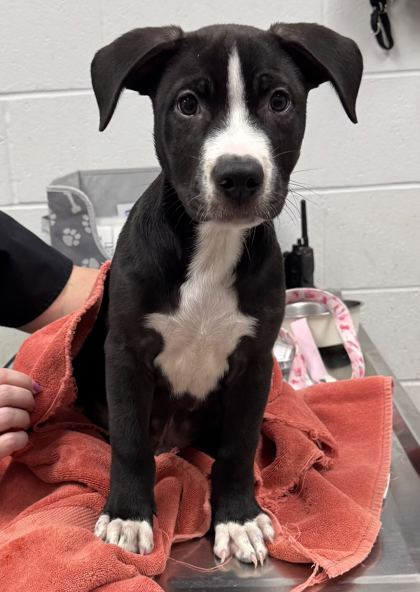 Shelter Stray Male Dog last seen Lexington Ave & Olive St, 64124, 64124, MO, 7077 Elmwood Ave, Kansas City, MO 64132, USA