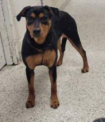 Shelter Stray Female Dog last seen Near E Linwood Blvd, 64109, MO, 7077 Elmwood Ave, Kansas City, MO 64132, USA