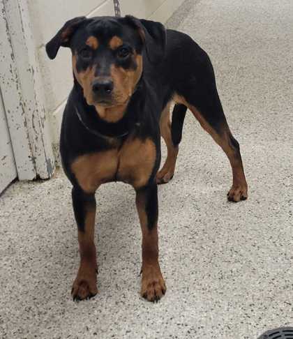 Shelter Stray Female Dog last seen Near E Linwood Blvd, 64109, MO, 7077 Elmwood Ave, Kansas City, MO 64132, USA