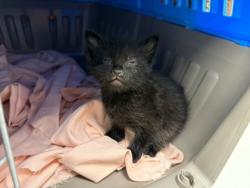 Shelter Stray Female Cat last seen Jackson & 68th Ter KCMO 641332, 64132, MO, 7077 Elmwood Ave, Kansas City, MO 64132, USA