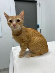 Shelter Stray Female Cat last seen E 68th St & Myrtle Ave, 64132, MO, 7077 Elmwood Ave, Kansas City, MO 64132, USA