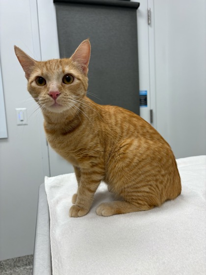 Shelter Stray Female Cat last seen E 68th St & Myrtle Ave, 64132, MO, 7077 Elmwood Ave, Kansas City, MO 64132, USA