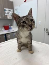 Shelter Stray Male Cat last seen Near E 52nd Street, 64130, MO, 7077 Elmwood Ave, Kansas City, MO 64132, USA