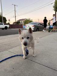 Found/Stray Male Dog last seen Walnut and Crone, Anaheim, CA 92802