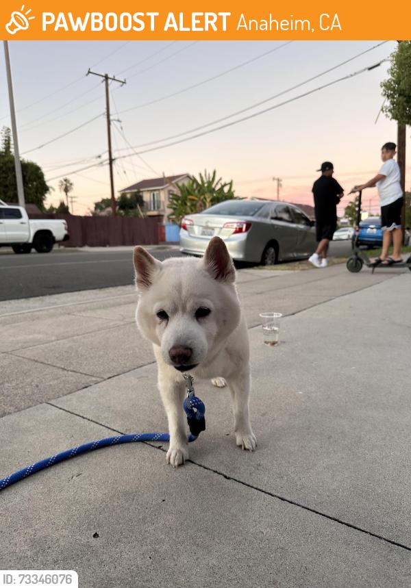 Found/Stray Male Dog last seen Walnut and Crone, Anaheim, CA 92802