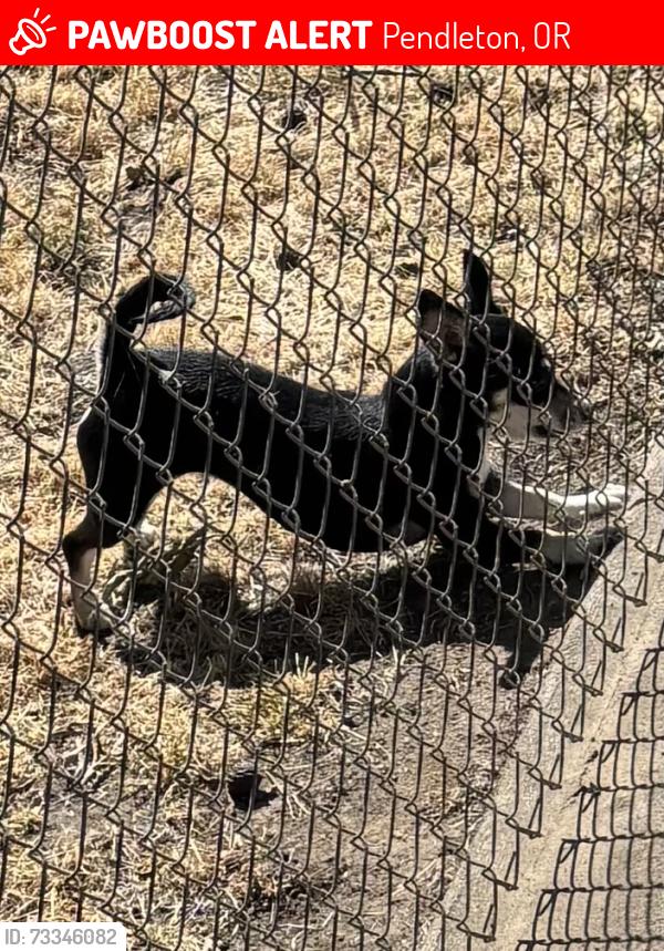 Lost Female Dog last seen Across from Stillman Park, Pendleton, OR 97801