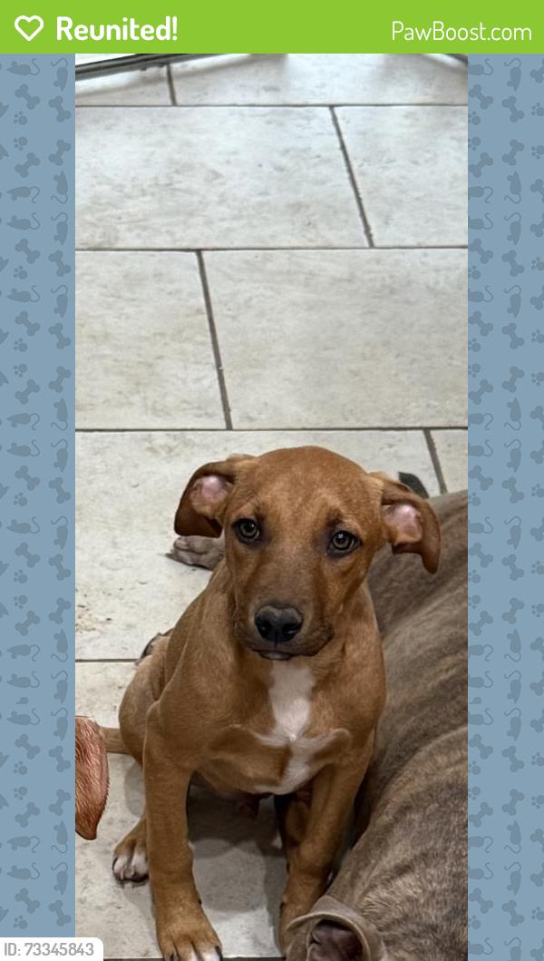 Reunited Male Dog last seen Behind Surrey Hills Elementary, Yukon, OK 73099