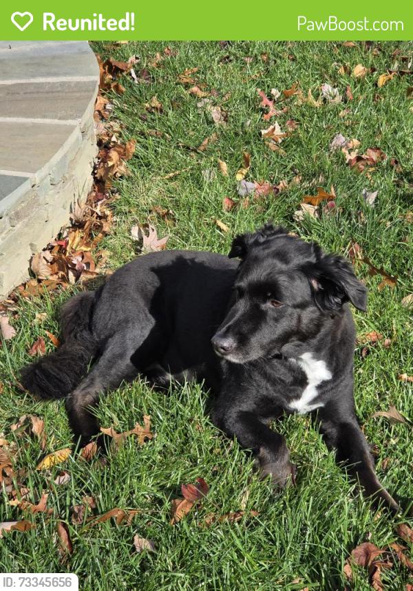 Reunited Male Dog last seen Moody Town, Bumpass, VA 23024