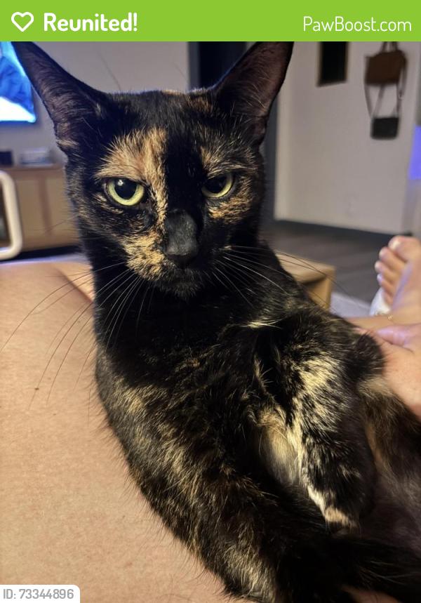 Reunited Female Cat last seen Colonial homes, Atlanta, GA 30309