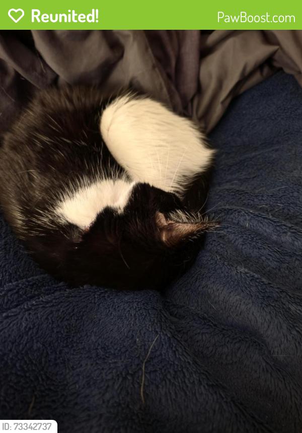 Reunited Female Cat last seen Wolverine and greyback by the high school, Centerton, AR 72719