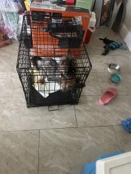 Lost Male Dog last seen McDonald's, Sunrise, FL 33322
