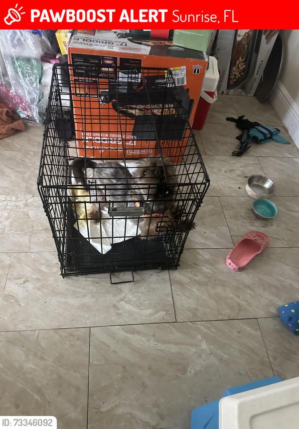 Lost Male Dog last seen McDonald's, Sunrise, FL 33322