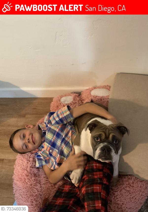 Lost Male Dog last seen Rancho hills dr, San Diego, CA 92139