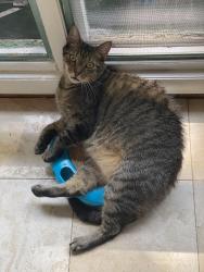 Lost Male Cat last seen Condit terrace with Brennan Drive, West Orange, NJ 07052