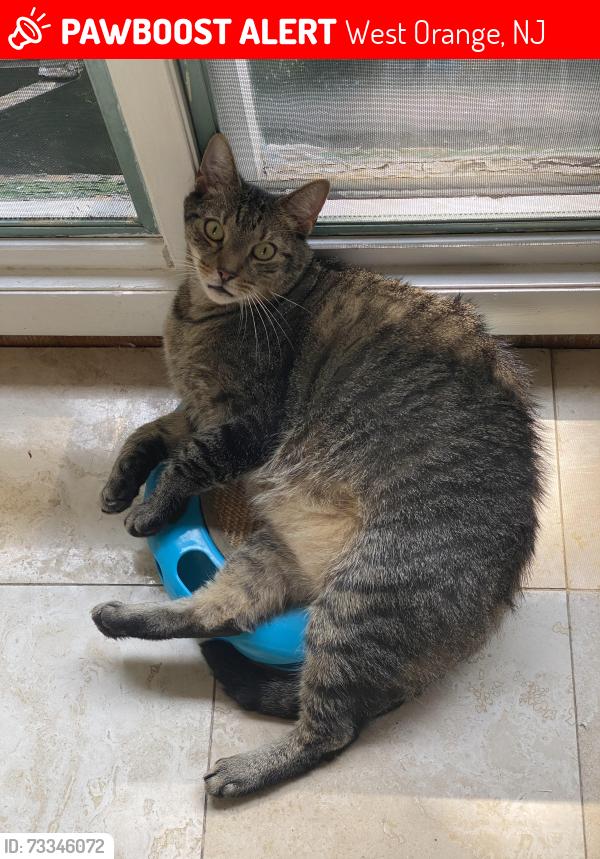 Lost Male Cat last seen Condit terrace with Brennan Drive, West Orange, NJ 07052