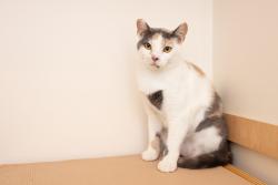 Found/Stray Unknown Cat last seen Lighthouse lane and highway D, West Bend, WI 53090