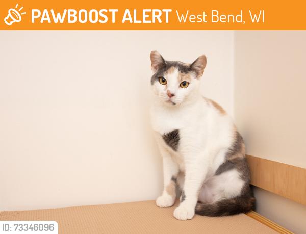 Found/Stray Unknown Cat last seen Lighthouse lane and highway D, West Bend, WI 53090