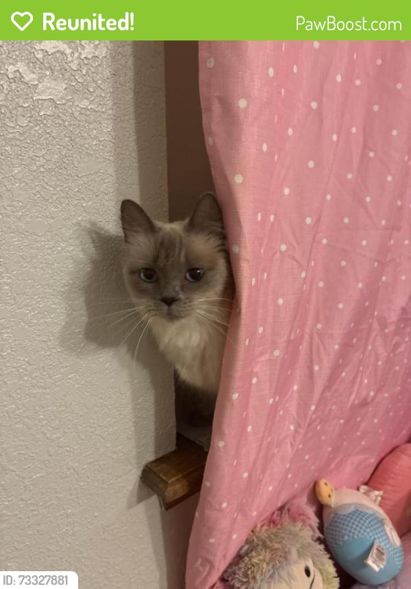 Reunited Female Cat last seen Near S Walker Ave Oklahoma City, OK 73139 United States, Oklahoma City, OK 73139