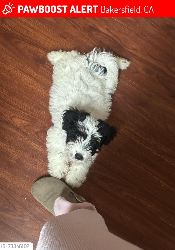 Lost Male Dog last seen Near baker st by the church, Bakersfield, CA 93305