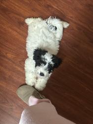 Lost Male Dog last seen Near baker st by the church, Bakersfield, CA 93305