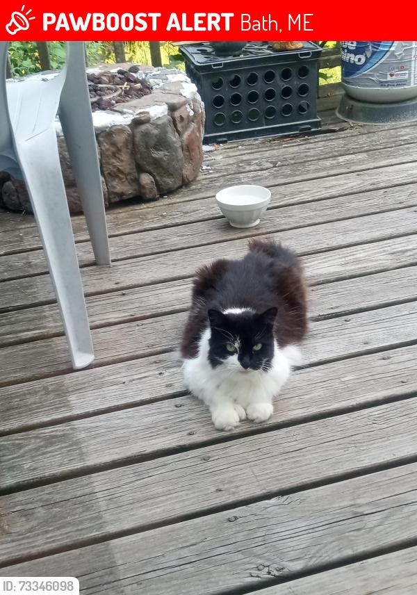 Lost Female Cat last seen Lambert Park, Bath, ME 04530