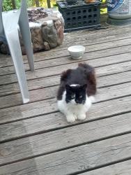 Lost Female Cat last seen Lambert Park, Bath, ME 04530