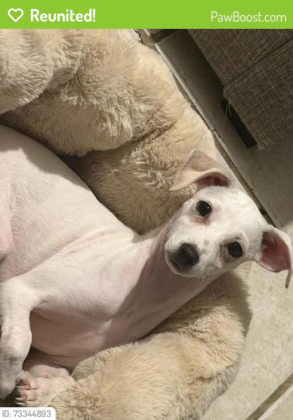 Reunited Female Dog last seen Near ter, Homestead, FL 33033